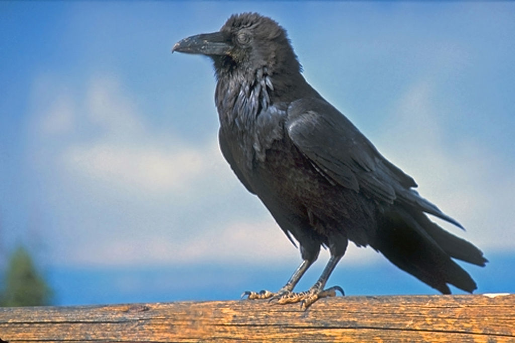 Common Raven Corvus Corax Boreal Songbird Initiative