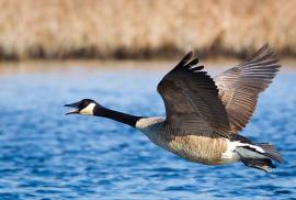 Canada Goose Branta canadensis Boreal Songbird Initiative