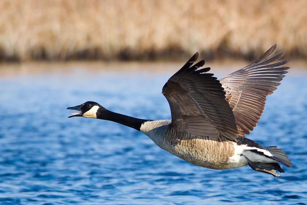 Canada goose 2024 bird que significa