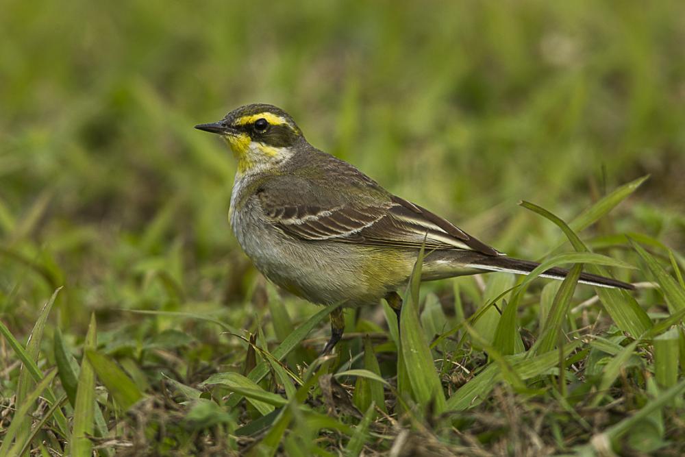 Hummel yellow wagtail 2025 value