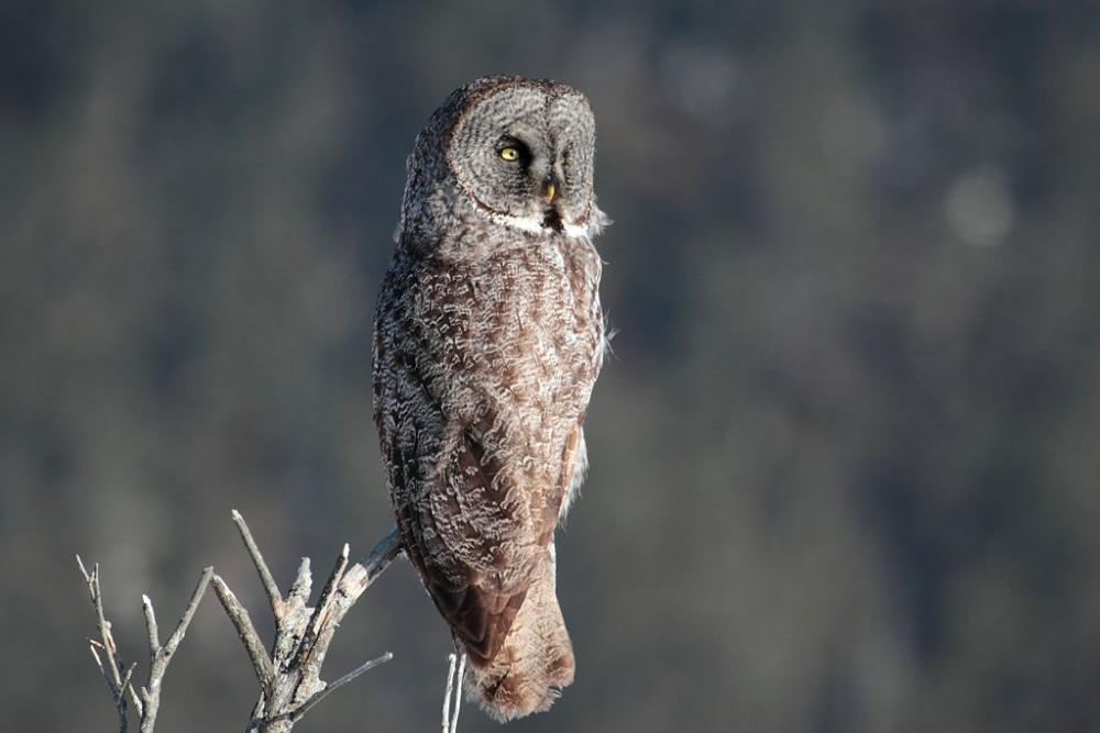 Great Gray Owl 