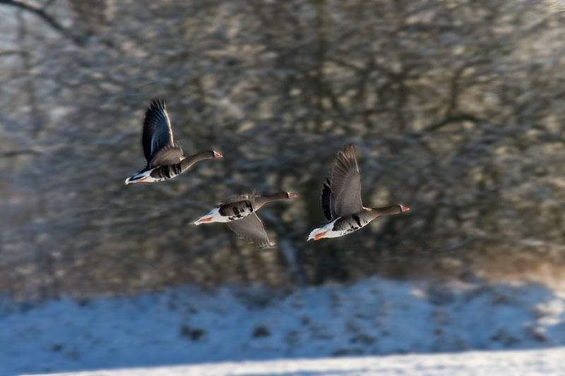 Greater White fronted Goose