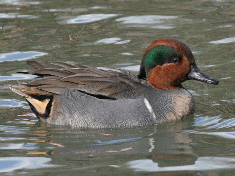 green winged teal diet