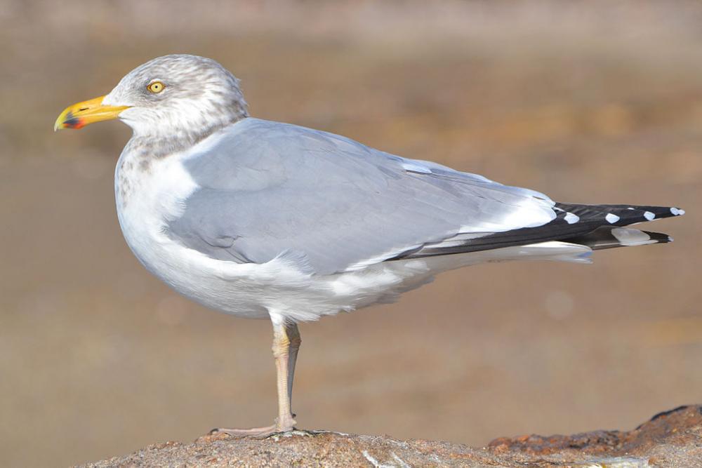 Herring Gull "Larus Argentatus" | Boreal Songbird Initiative