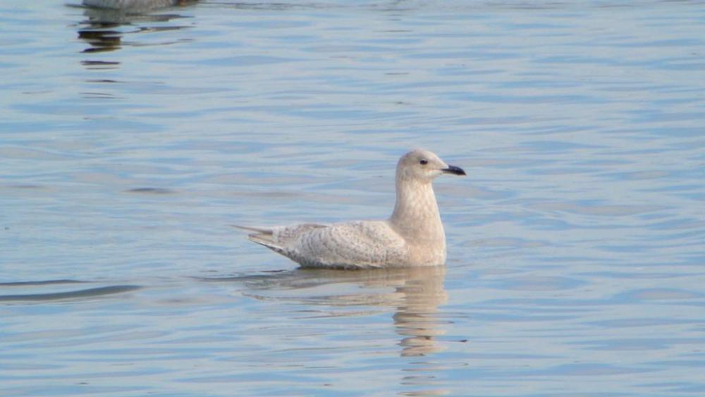 Iceland Gull "Larus Glaucoides" | Boreal Songbird Initiative