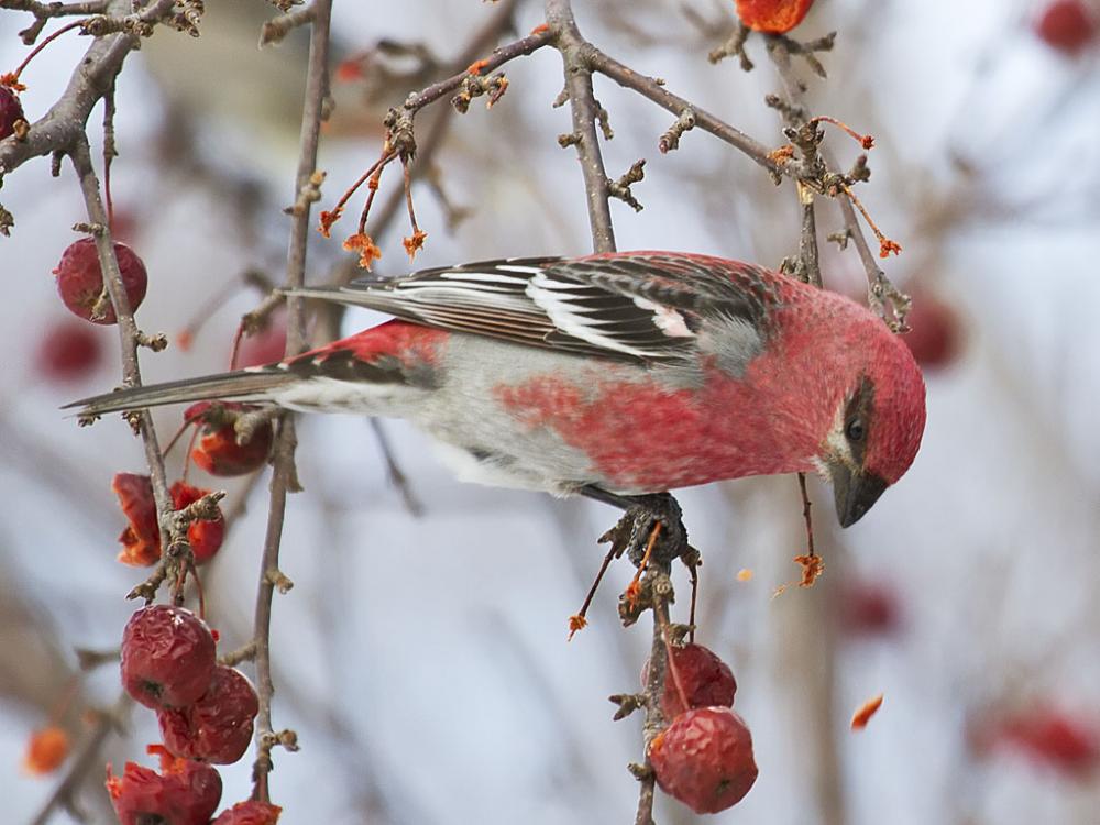 pine grossbeak female イッタラ バード | hmgrocerant.com