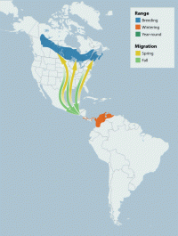 Bay-breasted Warbler "Dendroica Castanea" | Boreal Songbird Initiative